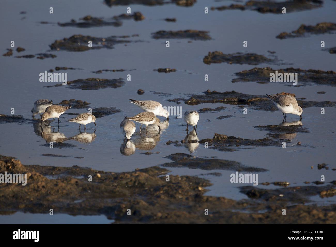 Calidris minuta, Salzsee Tavira, Tavira, Algarve, Portugal, Europa Stockfoto