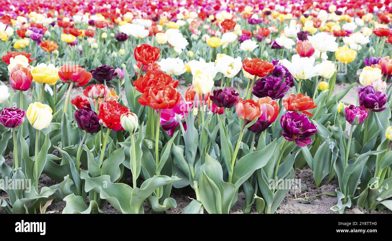 Blühendes Tulpenfeld in Holland, Frühling, schöner mehrfarbiger Hintergrund, Sonnenlicht Stockfoto