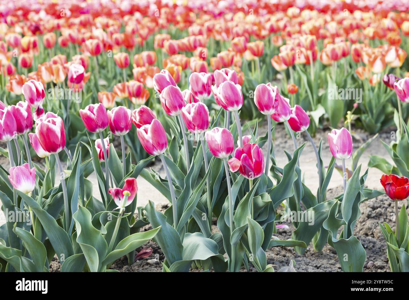 Blühendes Tulpenfeld in Holland, Frühling, schöner mehrfarbiger Hintergrund, Sonnenlicht Stockfoto
