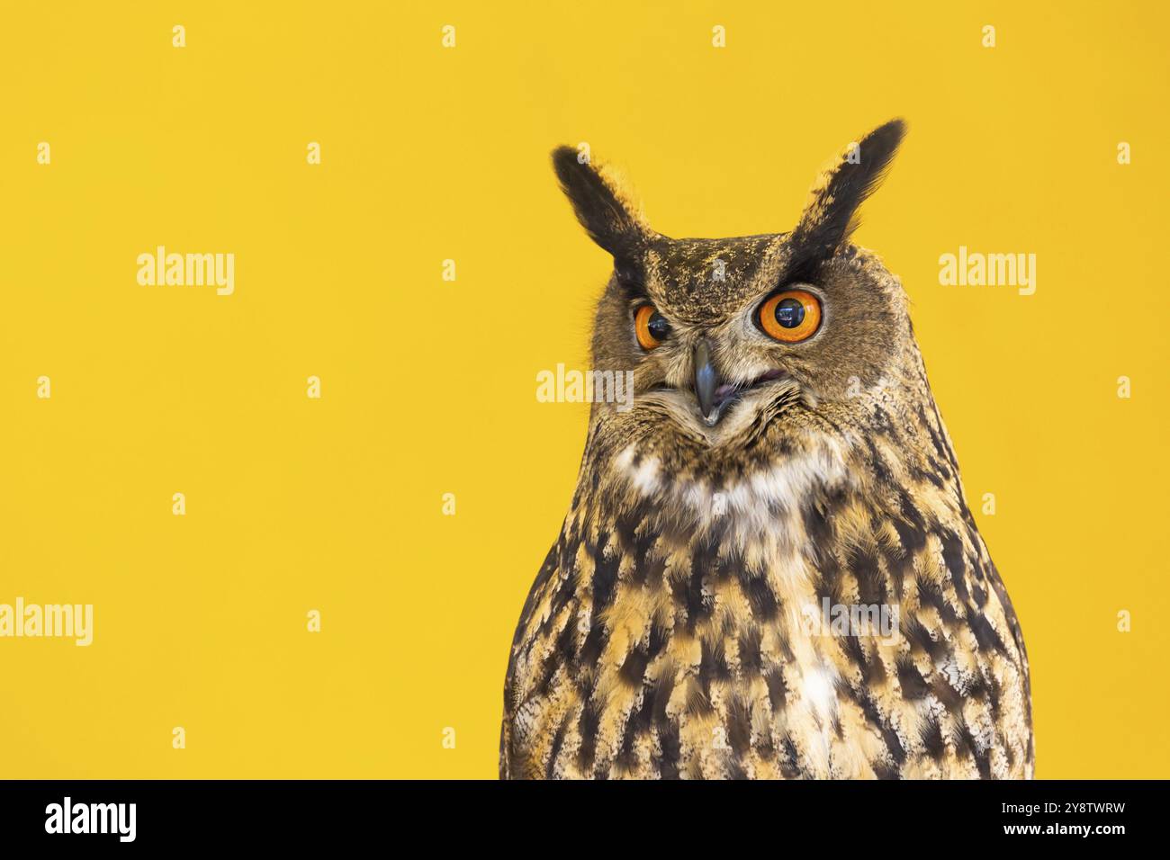 Eule-Nahaufnahme, die in die Kamera schaut. Ein Tier, niemand, Konzept für Wildnis und Wildtiere Stockfoto