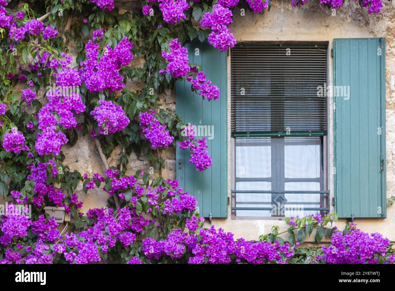 Blühende Bouganville-Blüten in der Sommersaison - Außendekoration des italienischen Hauses mit traditionellen Fenstern Stockfoto