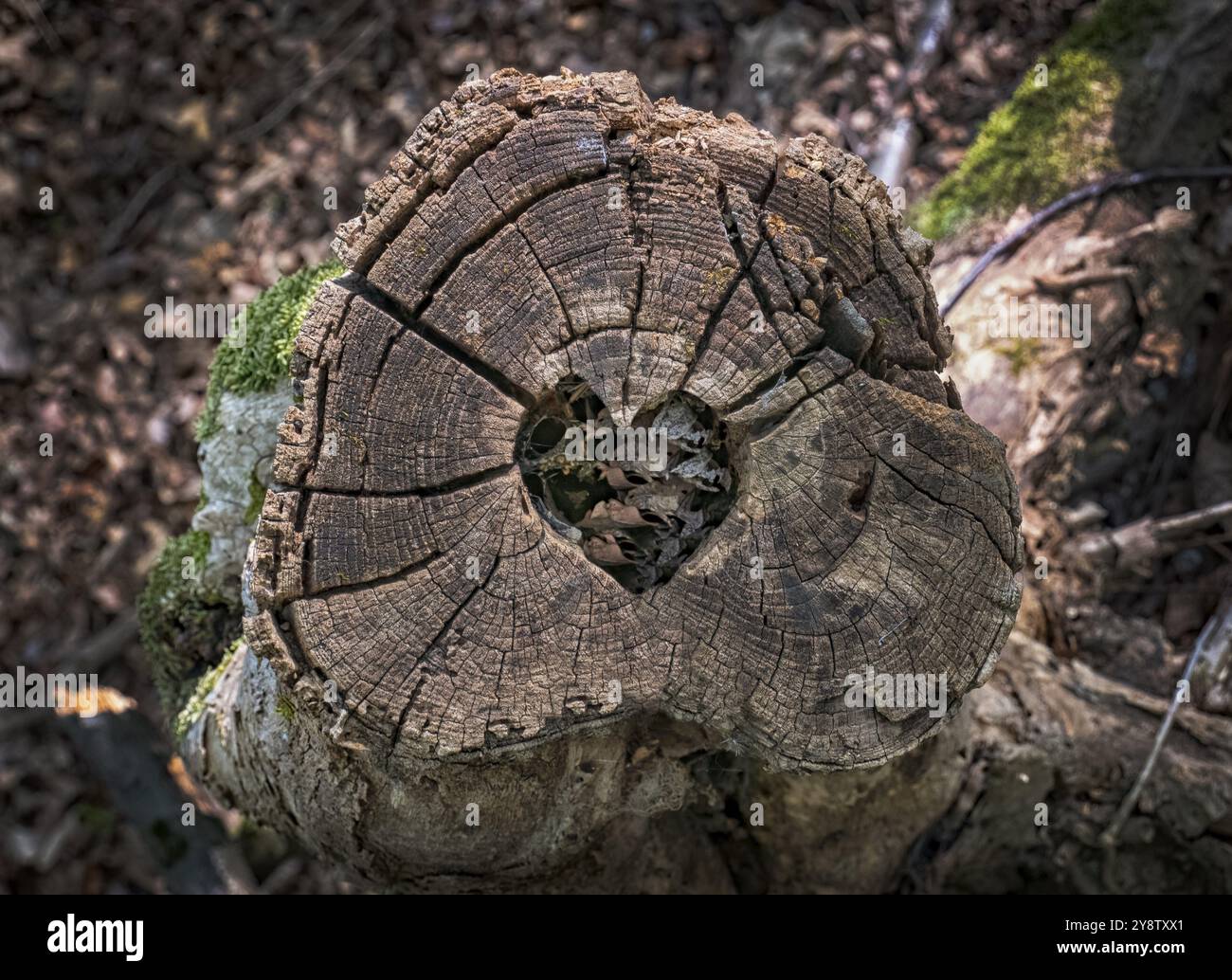 Herzform in einem Baumstamm geschnitzt Stockfoto