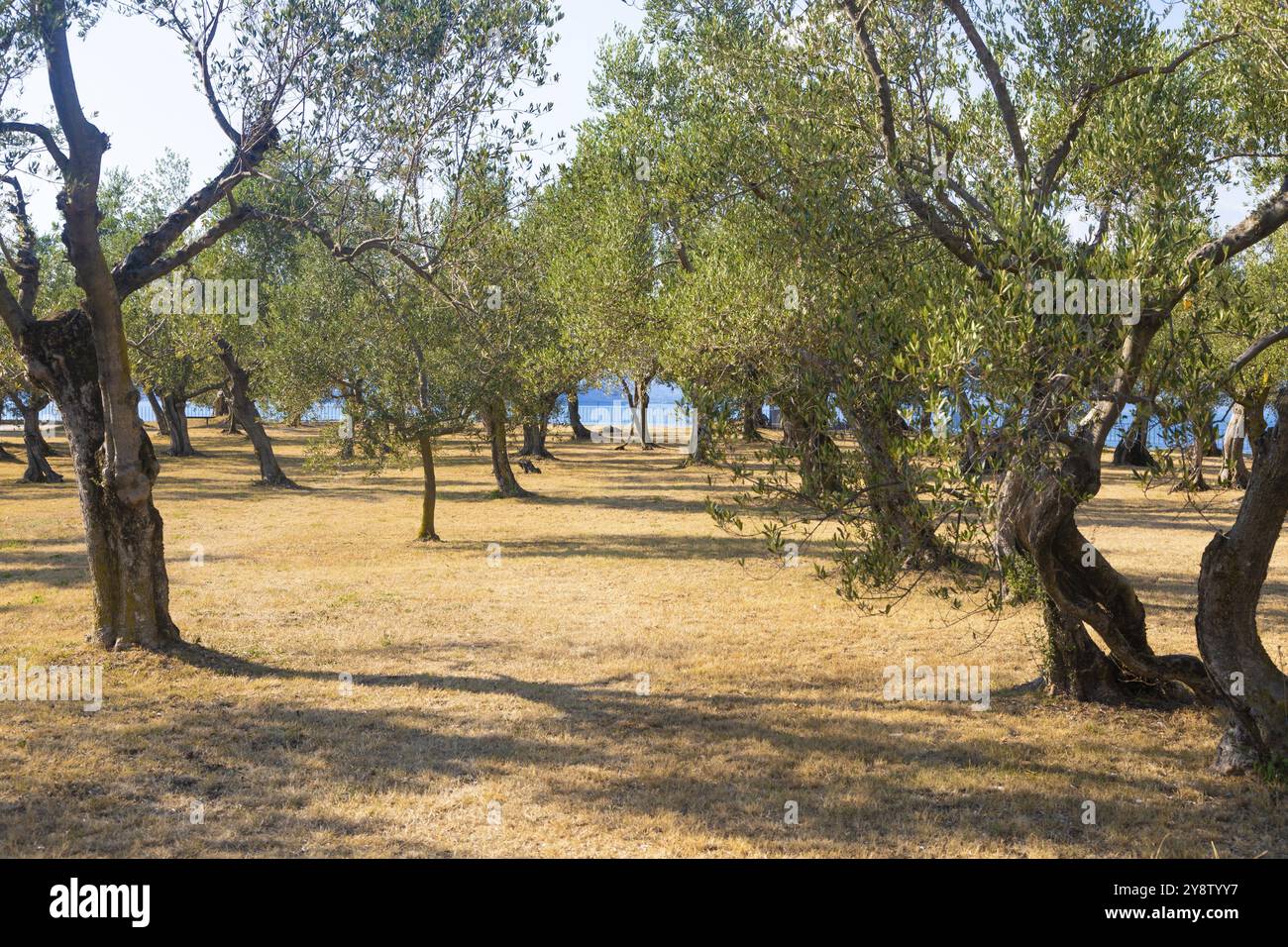 Olivenbaumanbau in Italien. Bio-Plantage im Freien in ländlicher Umgebung Stockfoto