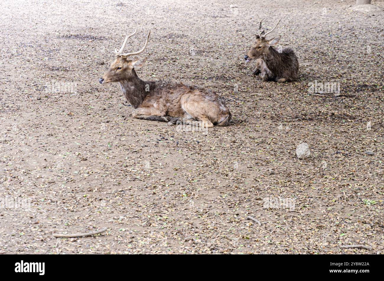 Braunhirsche mit Geweih - auch bekannt als Sambarhirsche Stockfoto