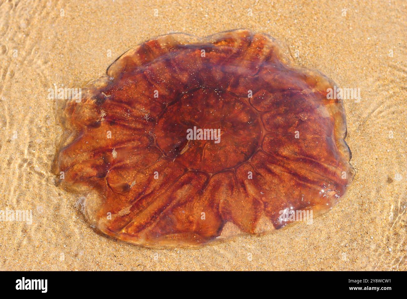 Große Quallen am Sandstrand Stockfoto