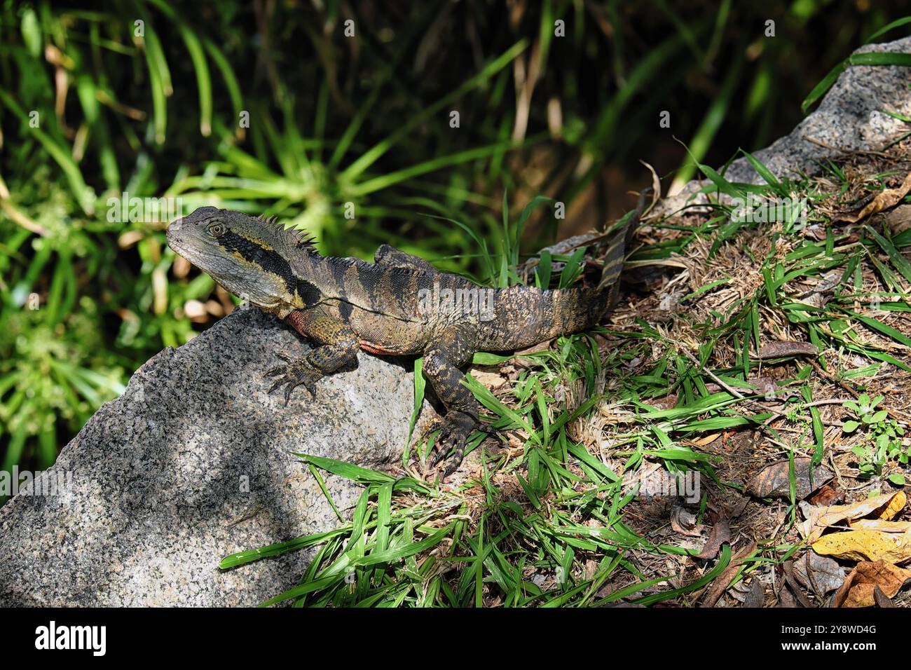 Ein Wasserdrache (Intellagama lesueurii) sonnt sich im Schatten des Todman Street Creek am Rand des Buschland Reserve Seven Hills Stockfoto