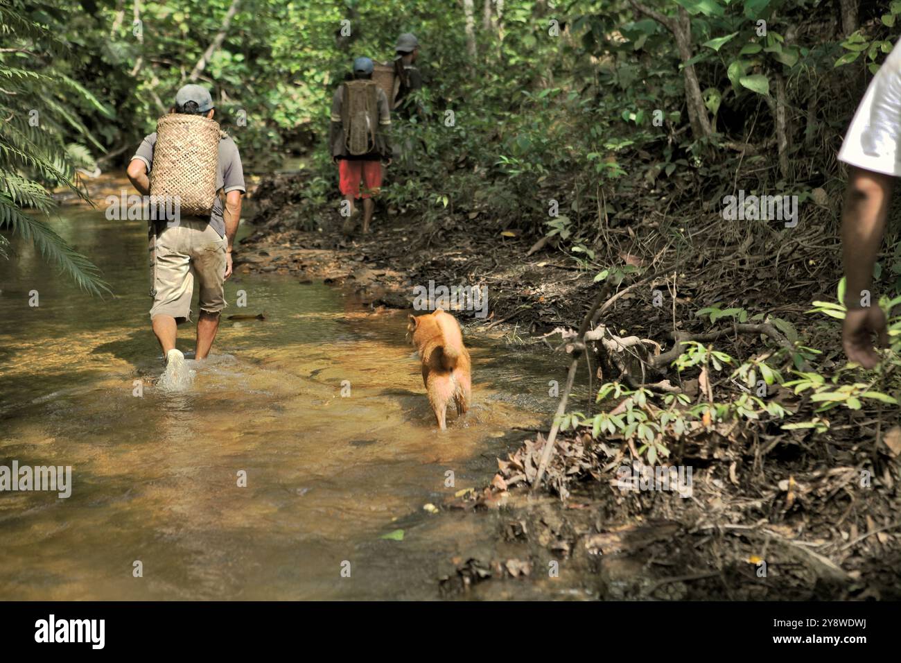 Männer, die auf einem Bach spazieren, während sie in Kapuas Hulu, West Kalimantan, Indonesien, für eine saubere Wasserquelle und Wasserinstallation arbeiten. Stockfoto