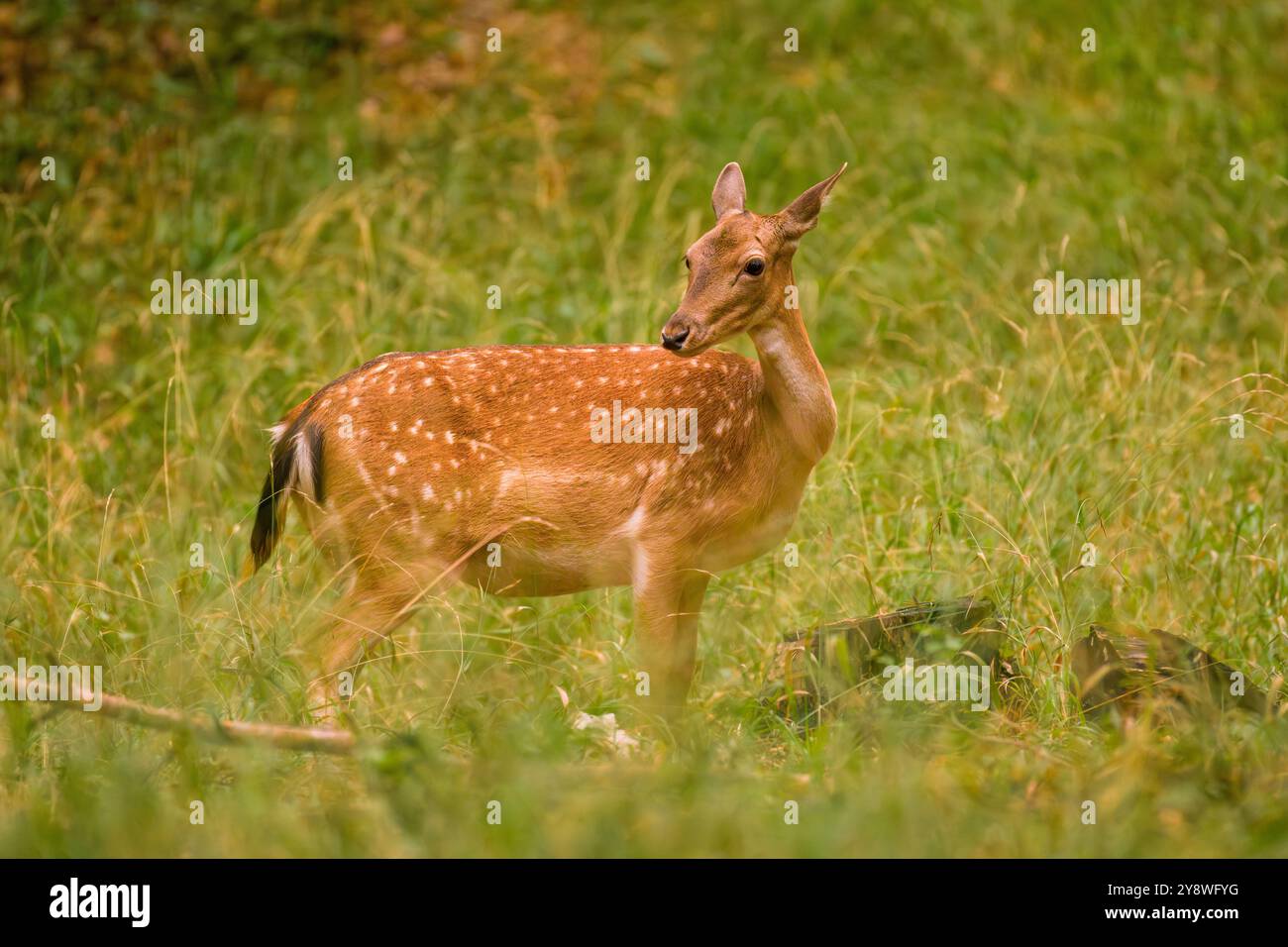 Damhirsch, Dama Dama, weidet auf Herbstwiesen. Tierwelt in Europa. Stockfoto