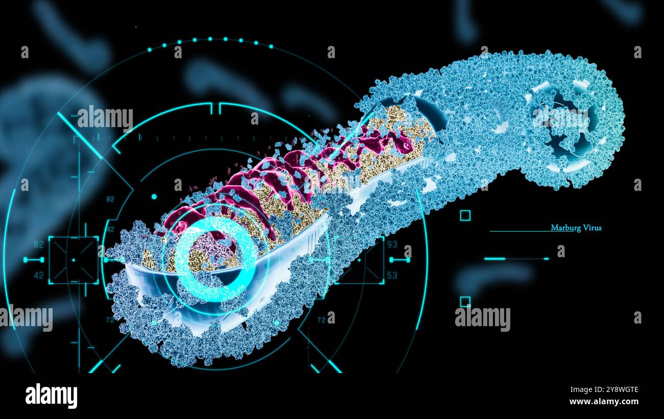 Marburger Viren Hologramm 3D Illustration. RNA-Viren, die Marburger Blutungsfieber verursachen. Das Marburg-Virus gehört zur Familie der Filoviridae Stockfoto