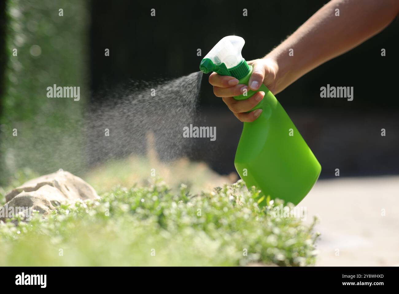 Nahaufnahme einer Frau, die Insektizid über Pflanzen in einem Garten sprüht Stockfoto