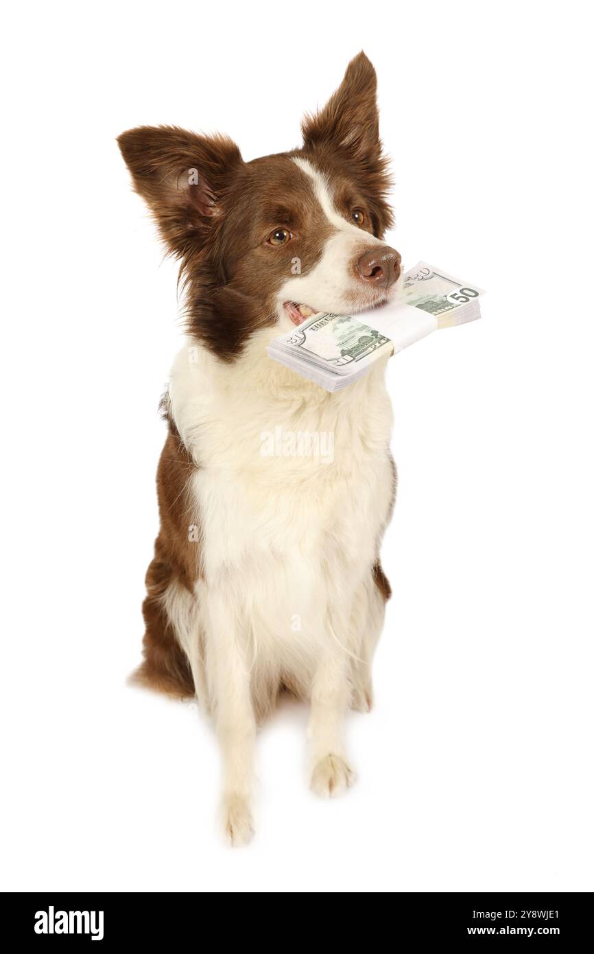 Studio-Aufnahme von Collie Border Dog, der auf einem weißen Hintergrund sitzt, in ihren Zähnen, der Stapel von Scheinen, 50 Dollar, isoliert auf einem weißen Hintergrund Stockfoto
