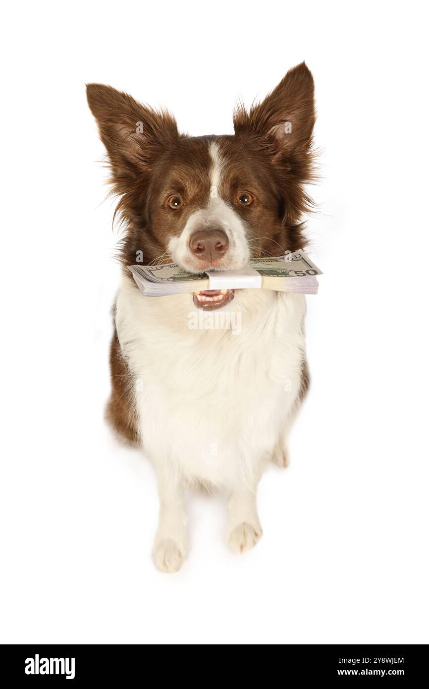Der liebenswerte Collie-Grenzhund sitzt auf weißem Hintergrund und schaut treu in die Kamera in ihren Zähnen, den Stapel von Scheinen von 50 Dollar, isoliert darauf Stockfoto