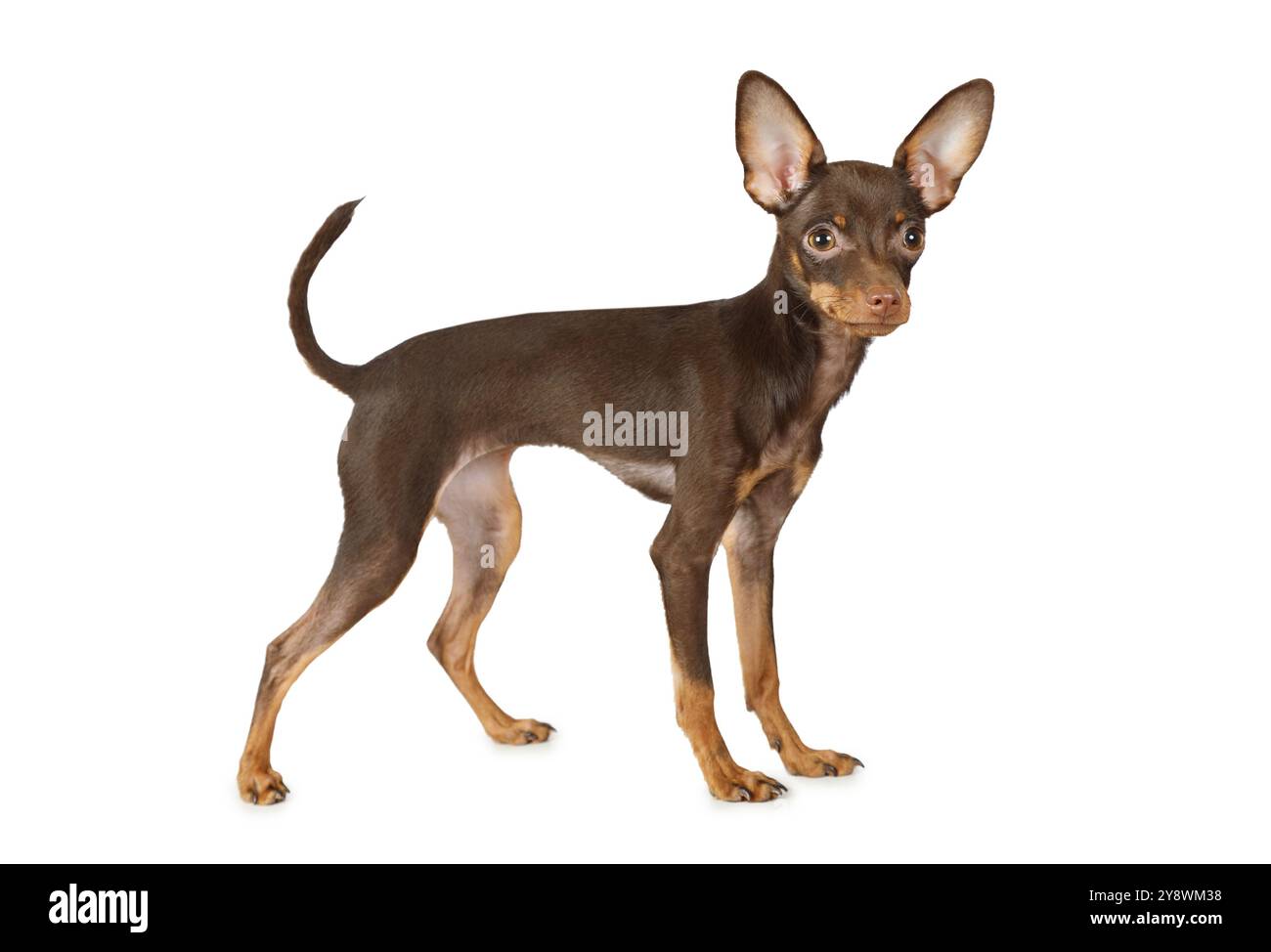 Winston & Bear 3D-Hund Aufkleber – 2er Pack, Toy-Terrier-Motiv | Wasserdicht & Abziehbar Für Wand, Kühlschrank & Mehr