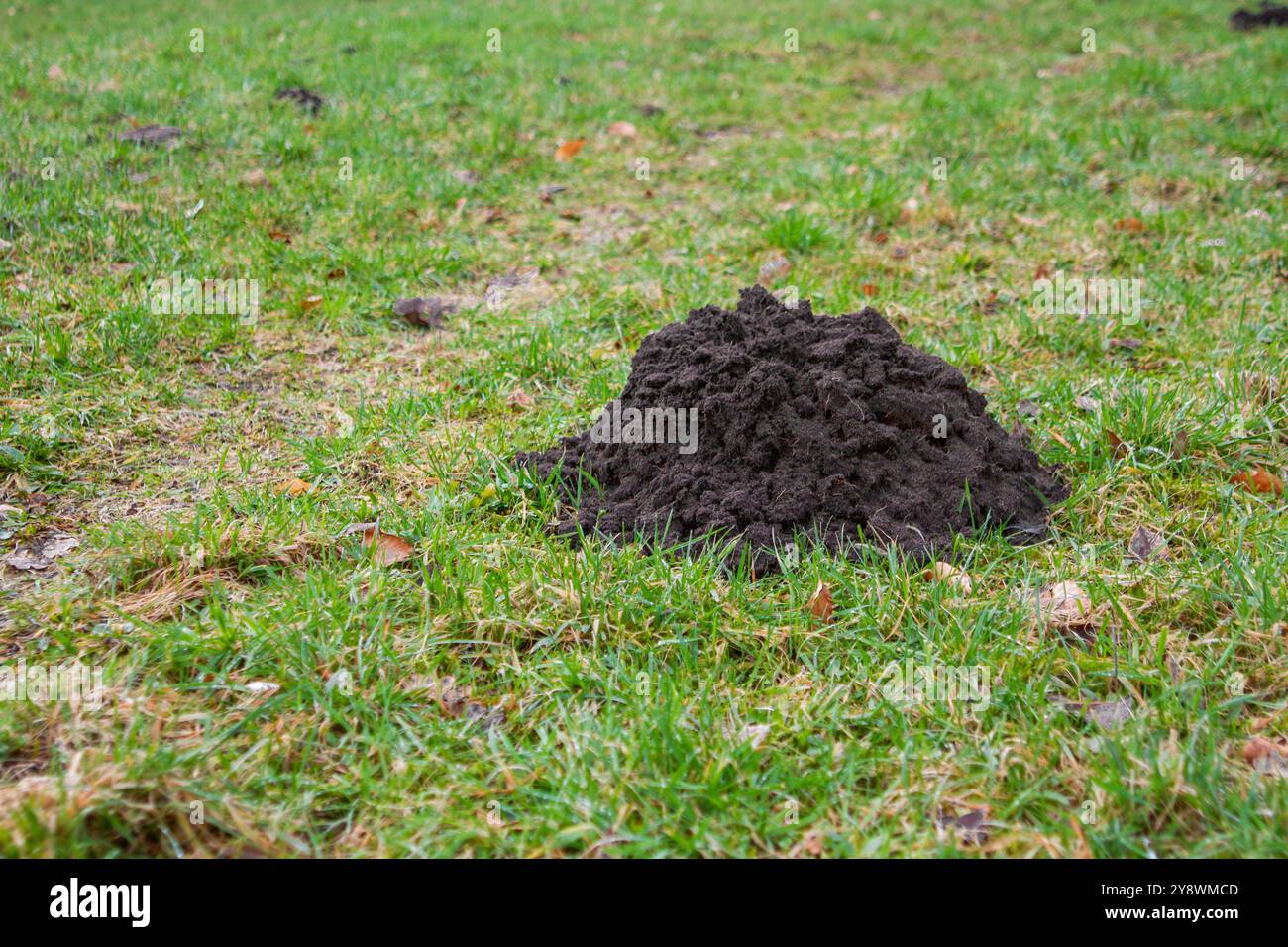 Ein Maulwurf-Loch auf einer grünen Wiese Stockfoto