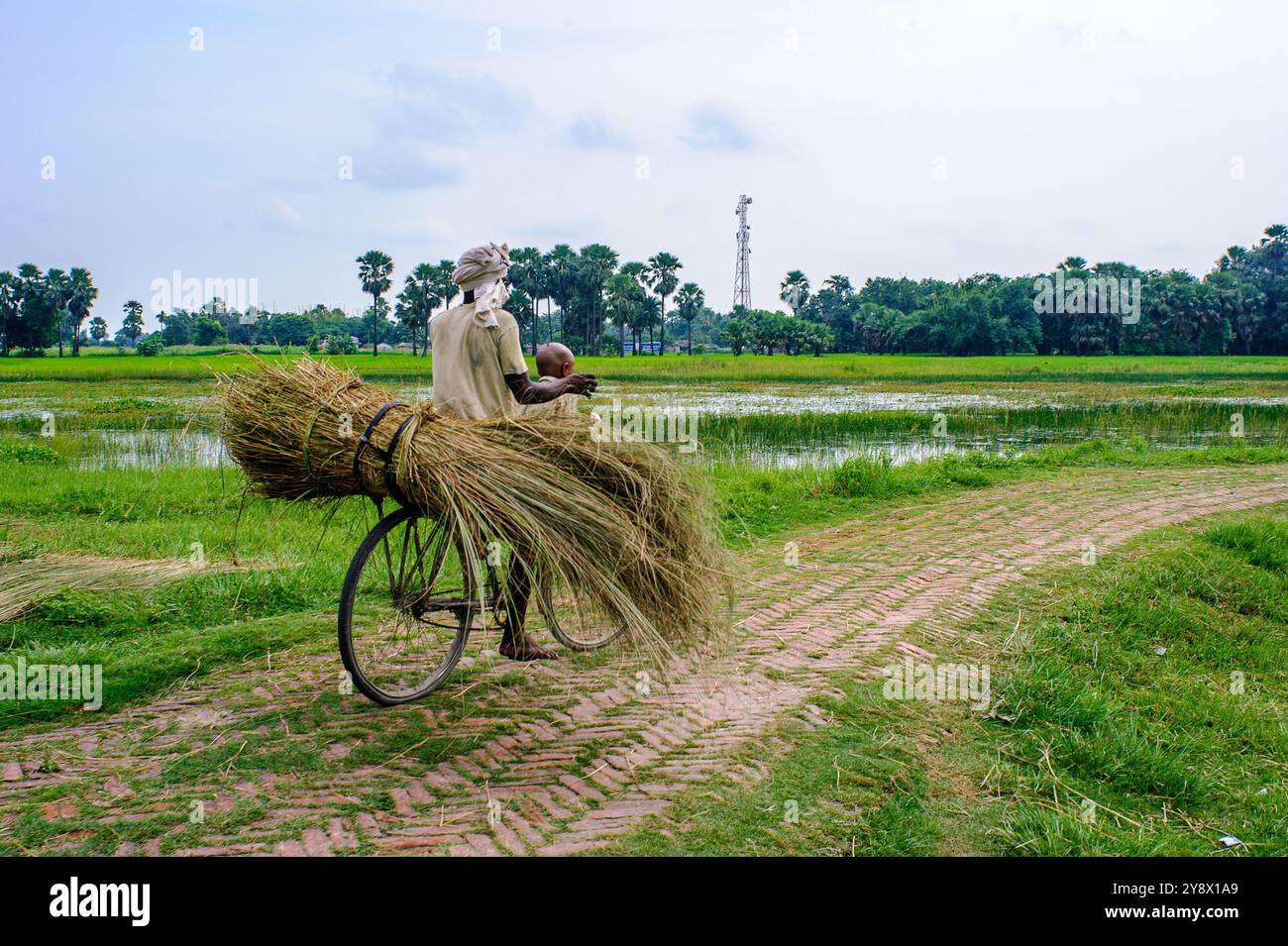 08 27 2008 Mann reiten Fahrrad fürsorgend Typha Schilf Dorf Leben; Kesariya Tajpur Deur Chakia East Champaran Bihar Indien Asien. Stockfoto