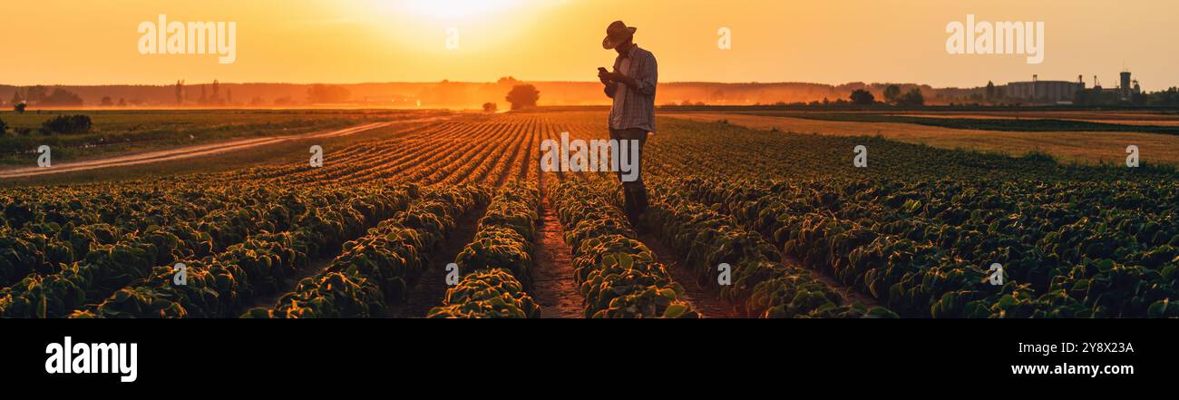 Landwirt mit Smartphone auf angebautem Sojabohnenfeld bei Sommersonnenuntergang, selektiver Fokus Stockfoto