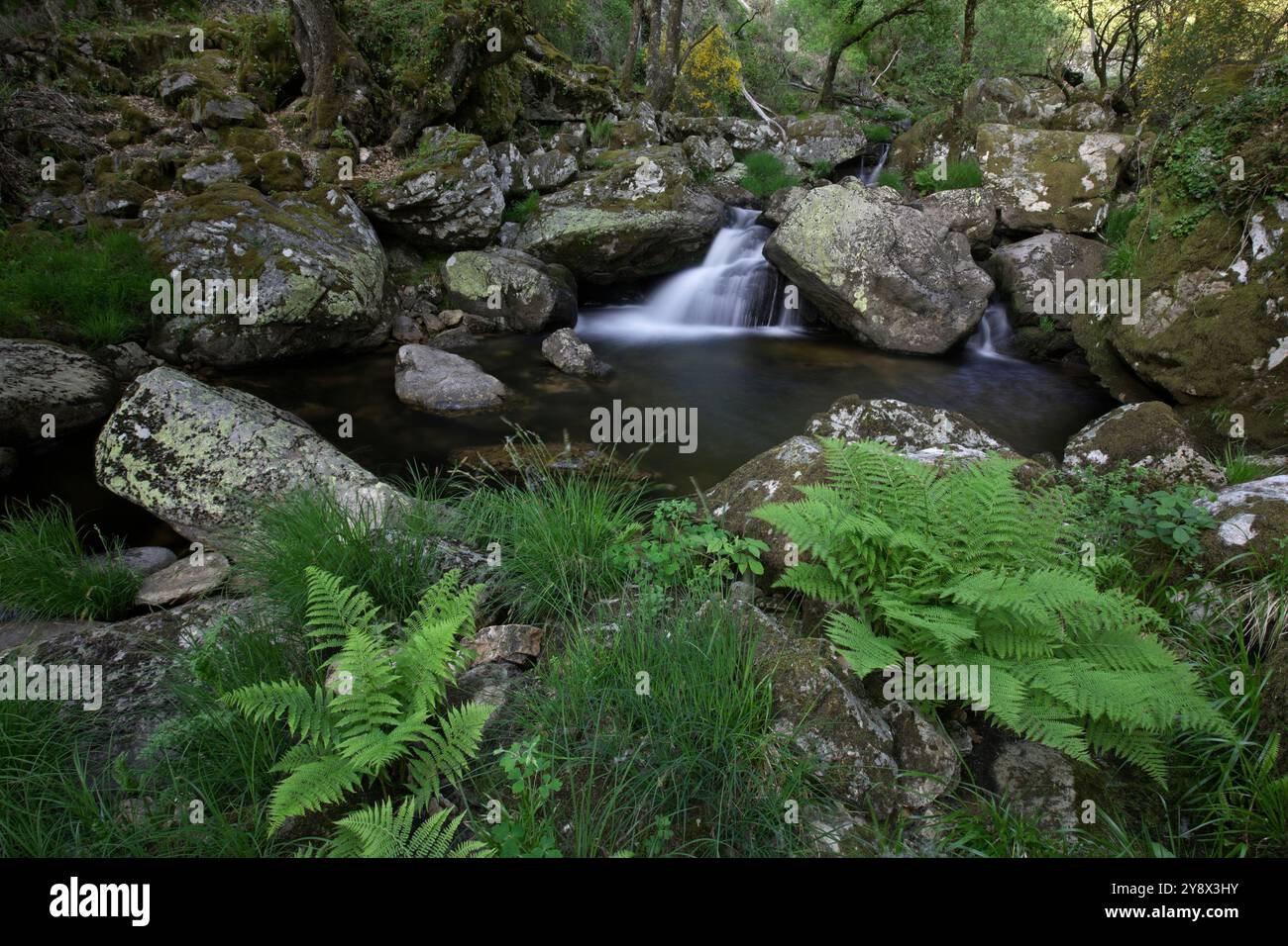 Wasserfall und Beredo Eichenwald, Campesinho Fluss, Peneda-Geres Nationalpark, Portugal. Stockfoto