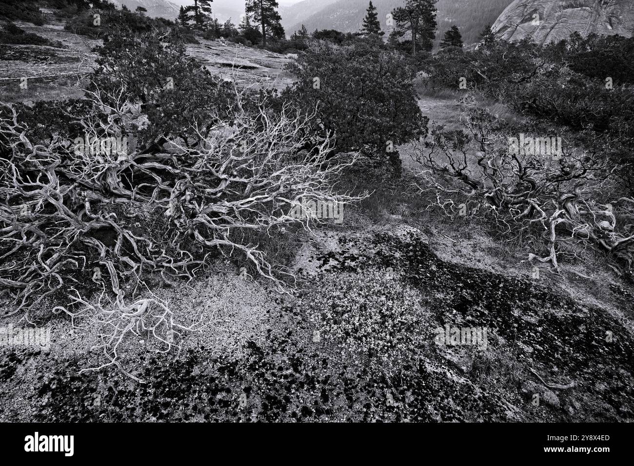 Manzanita-Büsche, in der Nähe von Hell's Half Acre, San Joaquin River Valley. Stockfoto