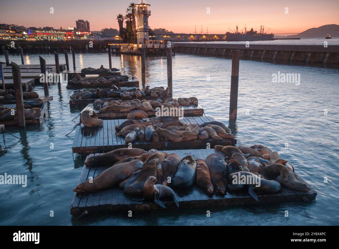 Große Gruppe von Seelöwen am Pier 39 bei Sonnenuntergang, San Francisco, Kalifornien, USA Stockfoto