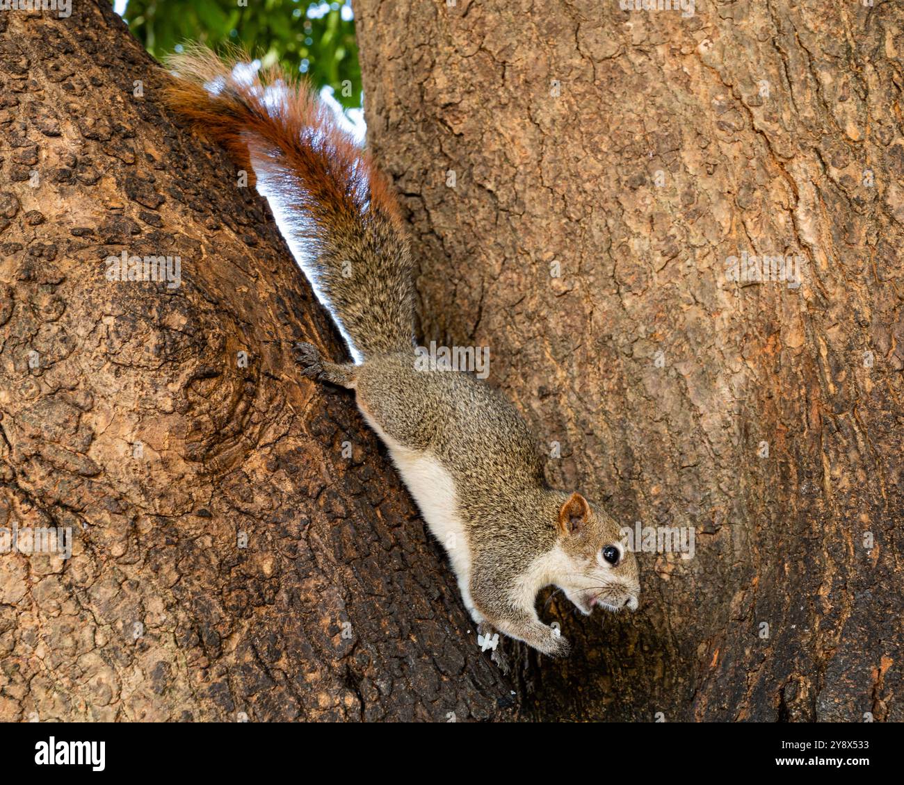 Eichhörnchen essen Reis, Thailand Stockfoto