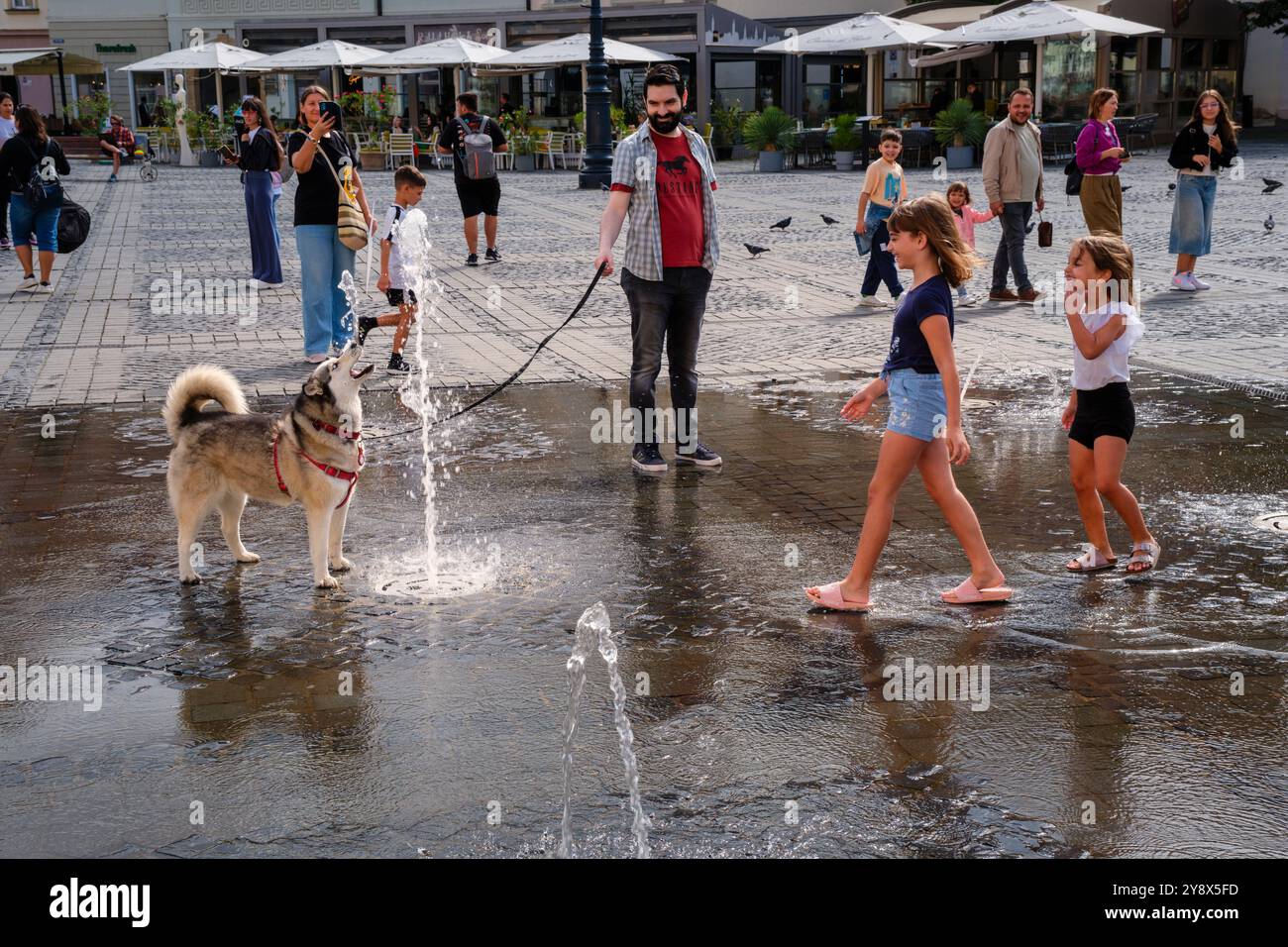 Ein Hund trinkt aus dem Brunnen in Piața Mare (großer Platz), Sibiu, Siebenbürgen, Rumänien Stockfoto