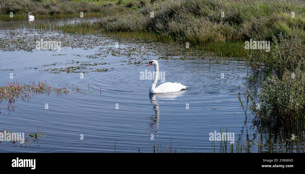 Weißer Schwan Ornament Mit Babyschwänen - Realistisches Tiermodell 6,5cm