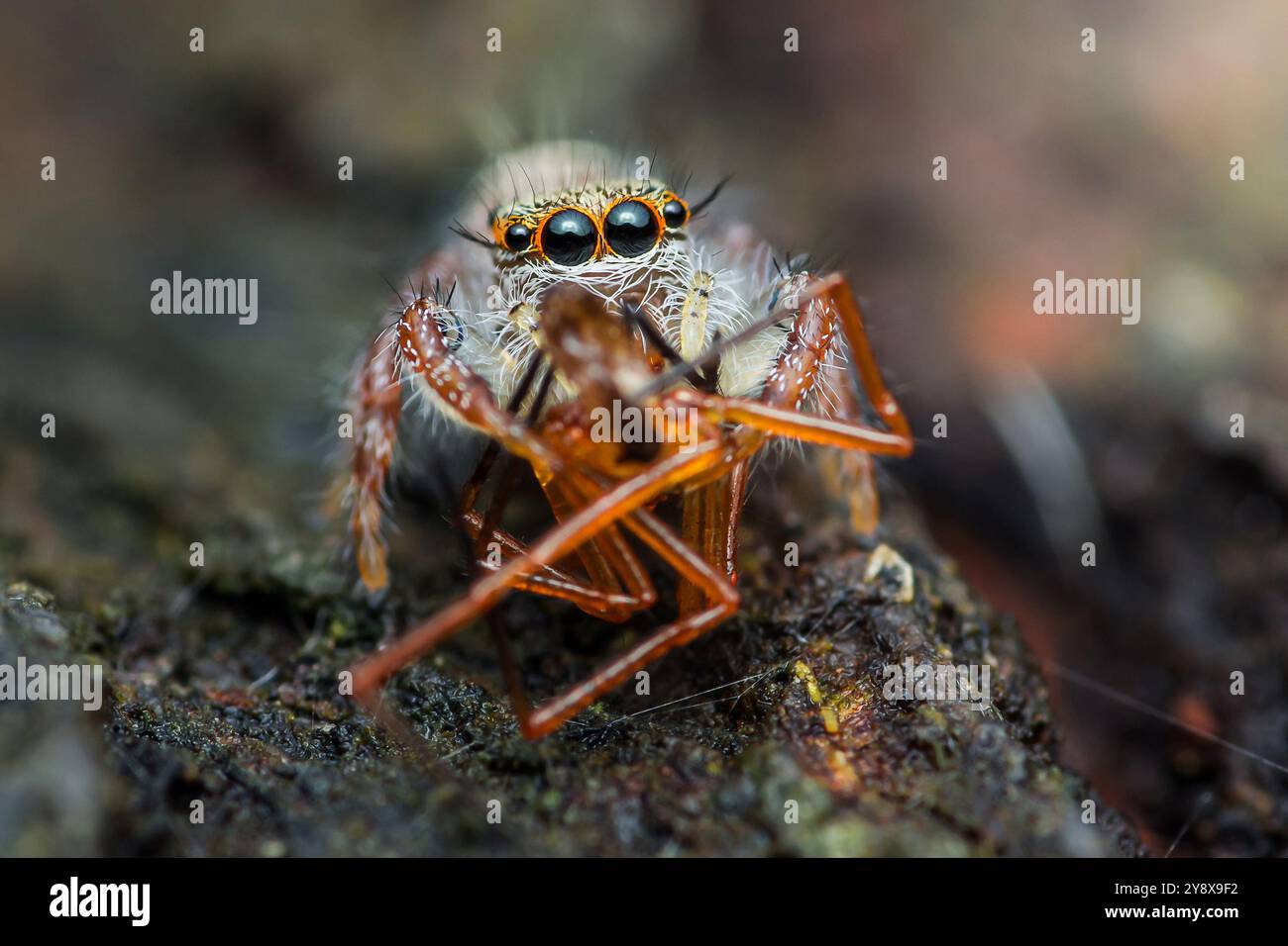 Springende Spinnen mit großen Augen greifen eine rote Ameise mit ihren Beinen auf einem Baumzweig. Stockfoto