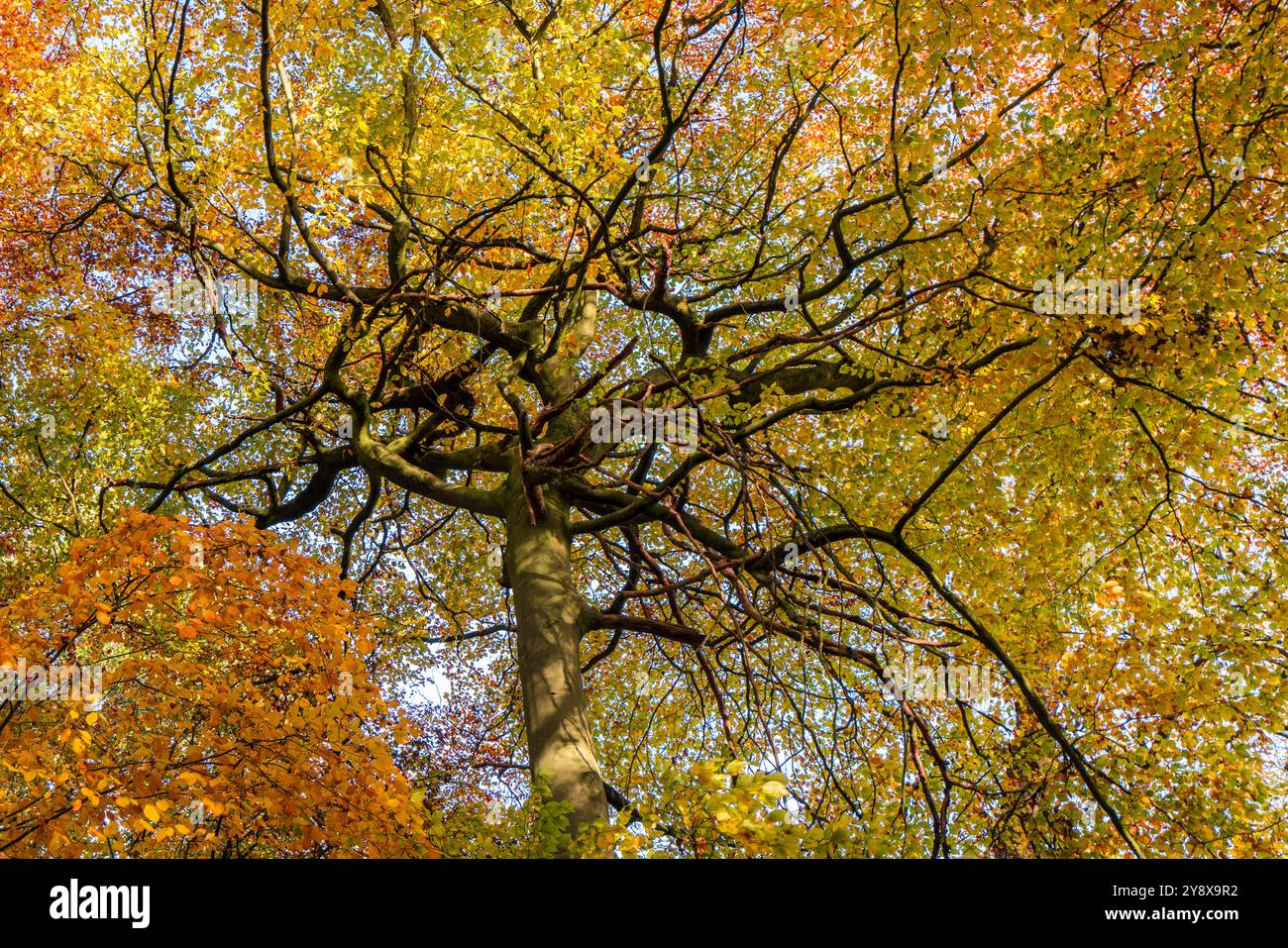 Starke Herbstfarben mit Blick auf Buchen mit dunklen Zweigen und vielen goldenen Blättern Stockfoto