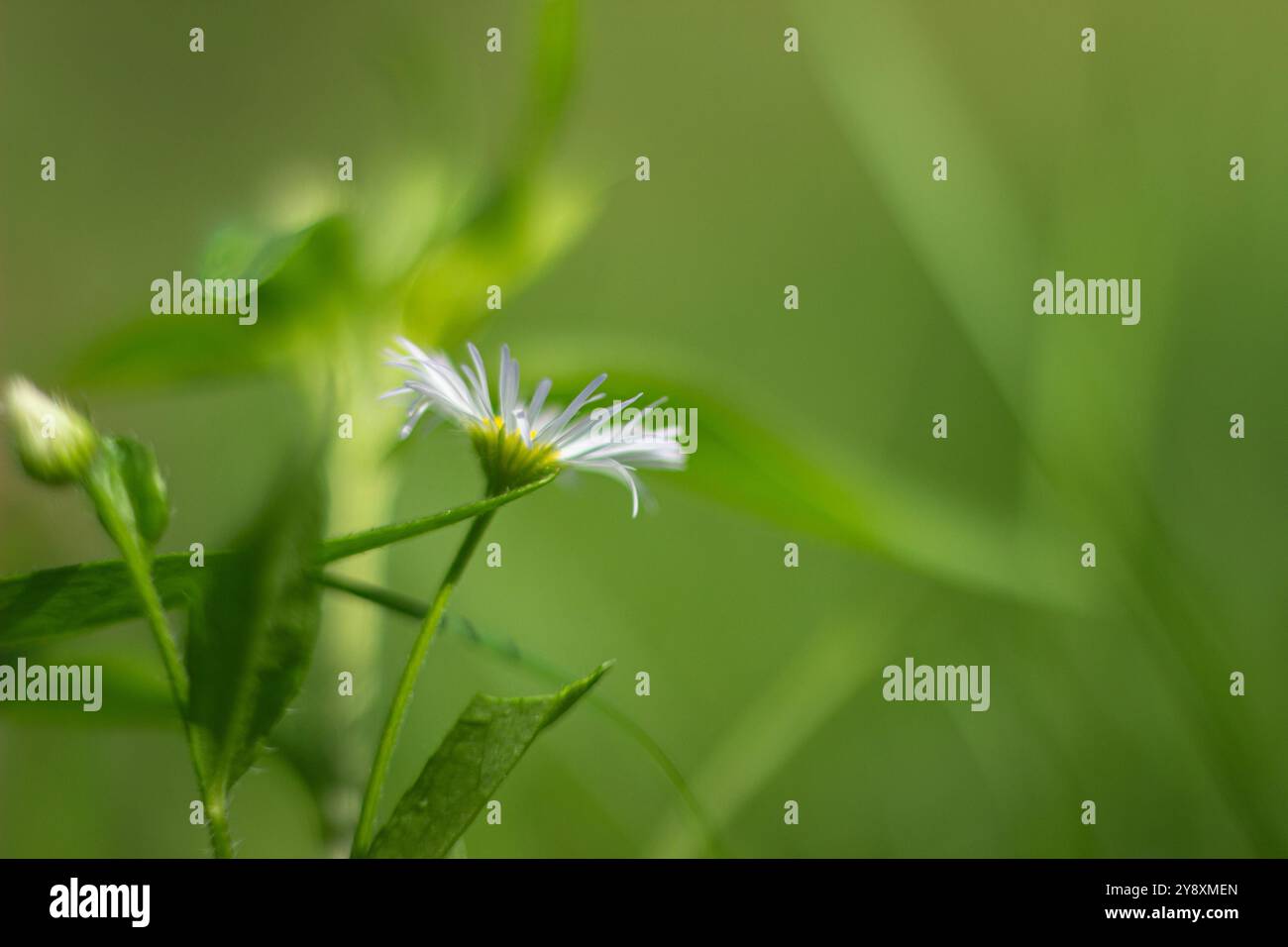Zarte Wildblume in sanftem Grün Stockfoto