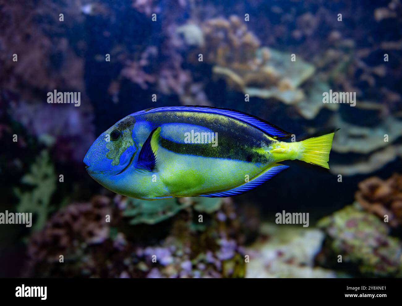 Blue Tang, blauen Hippo Tang oder unikales Doktorfisch (Paracanthurus Hepatus) Stockfoto