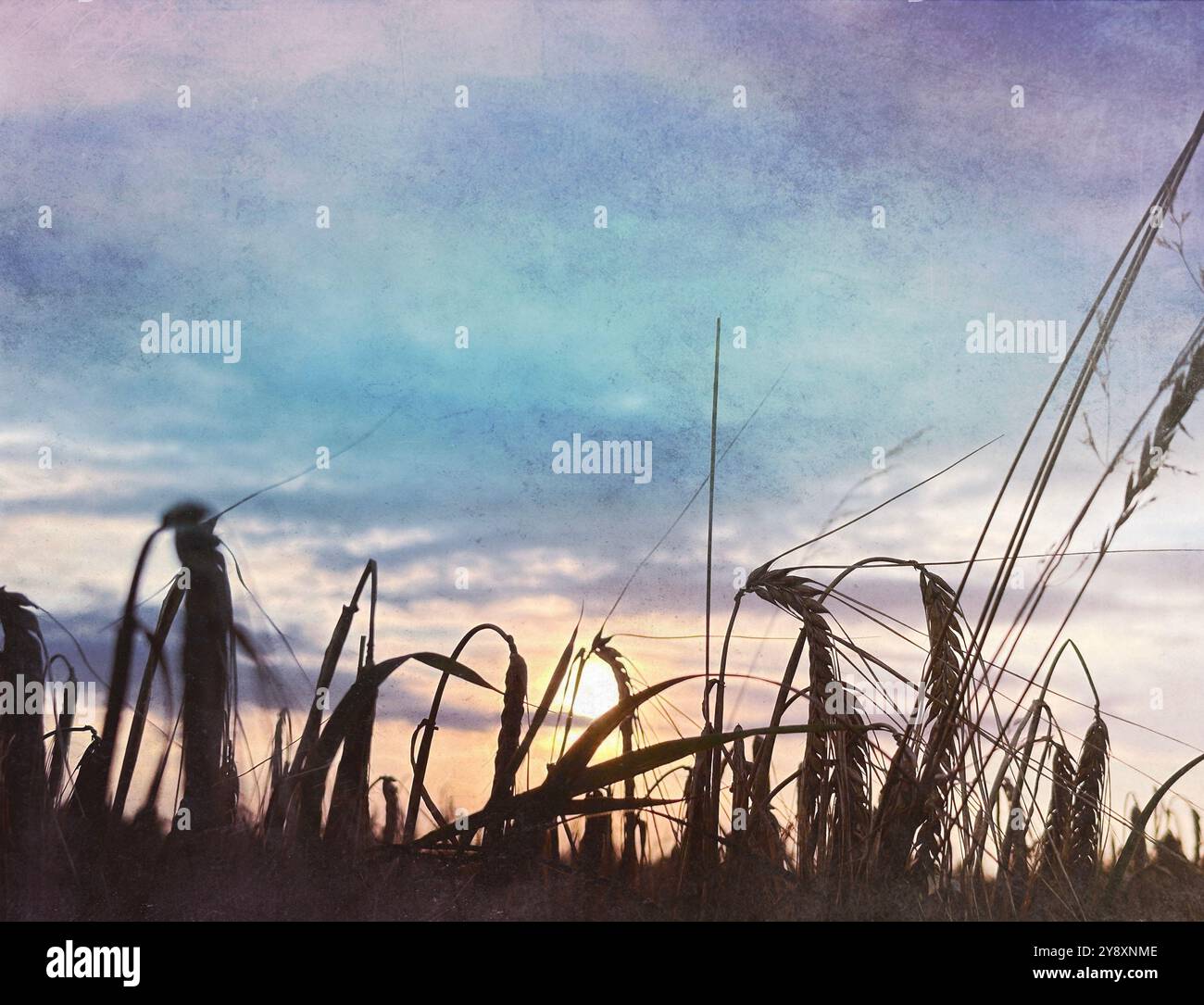 Sonnenuntergang über einem Weizenfeld im Sommer - Smartphone-aufgenommenes Stockfoto