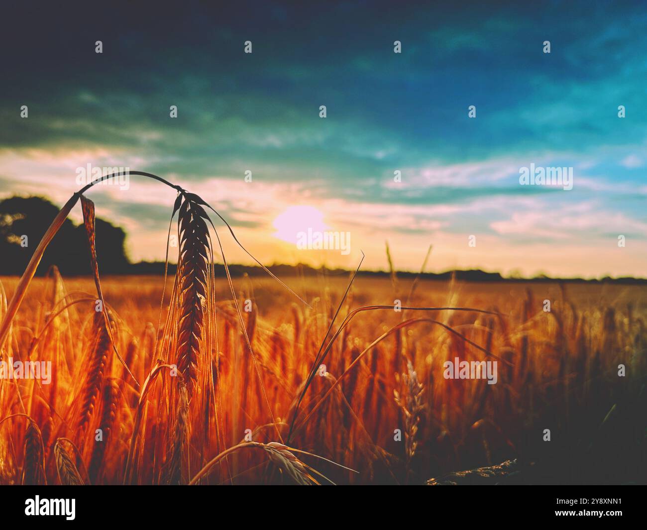 Sonnenuntergang über einem Weizenfeld im Sommer - Smartphone-aufgenommenes Stockfoto