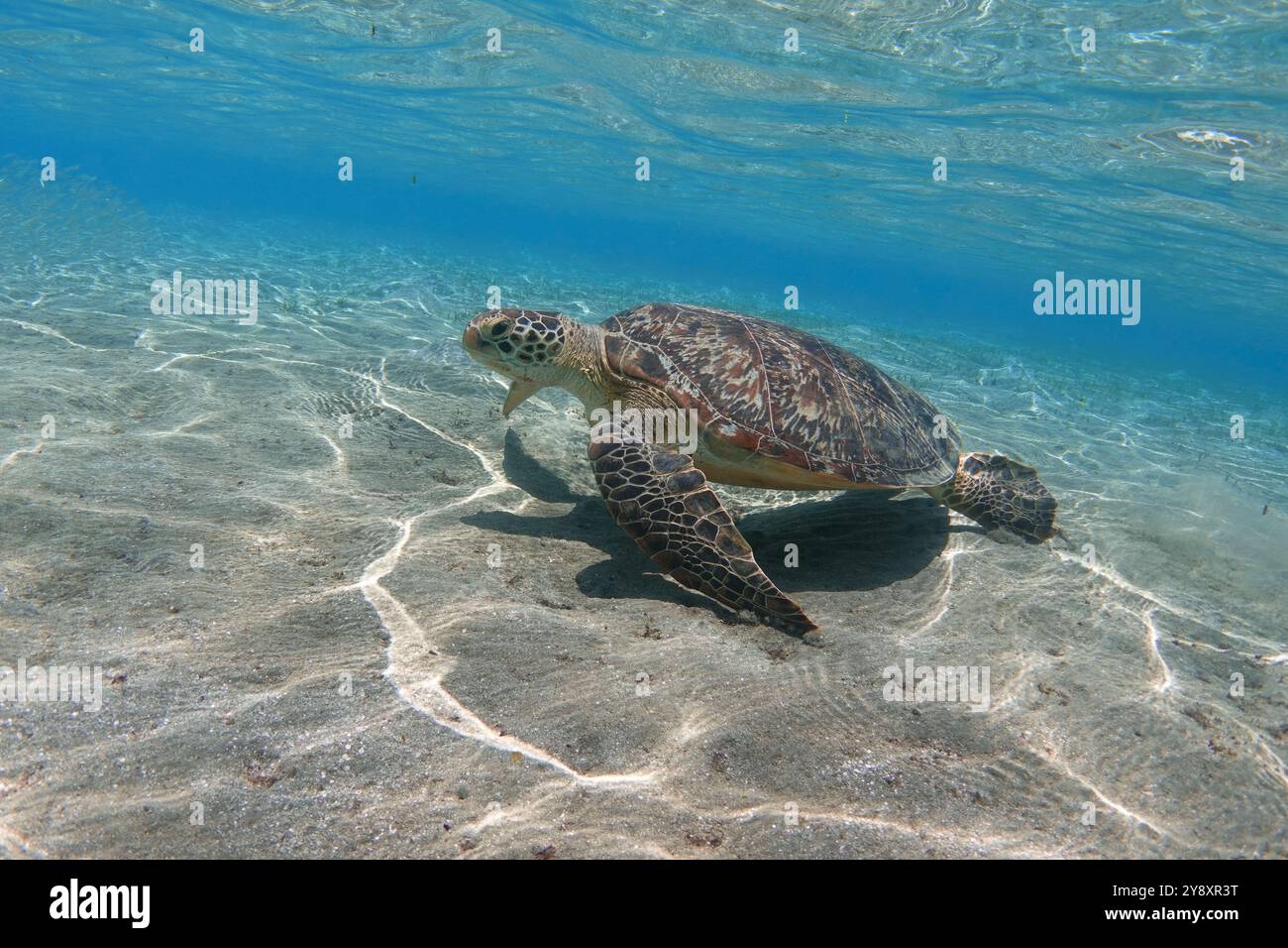 Grüne Meeresschildkröte im flachen Meerwasser unter Wasser Stockfoto