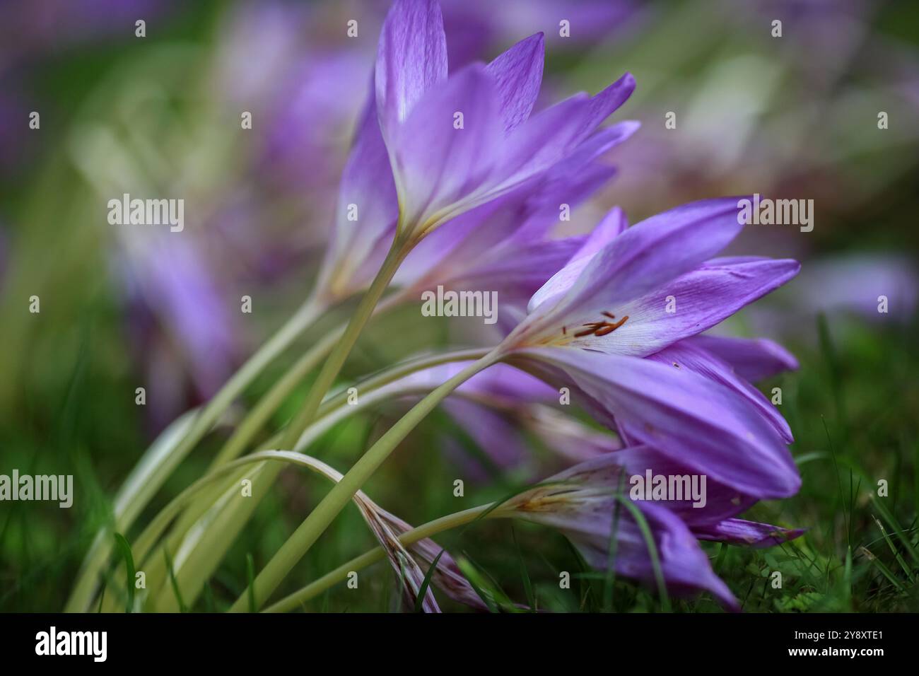 Colchicum (oder Herbstkrokus) ist eine mehrjährige Blüte, die aus knollenartigen Zwiebeln wächst. Sie gehört zur botanischen Familie der Colchicaceae Stockfoto