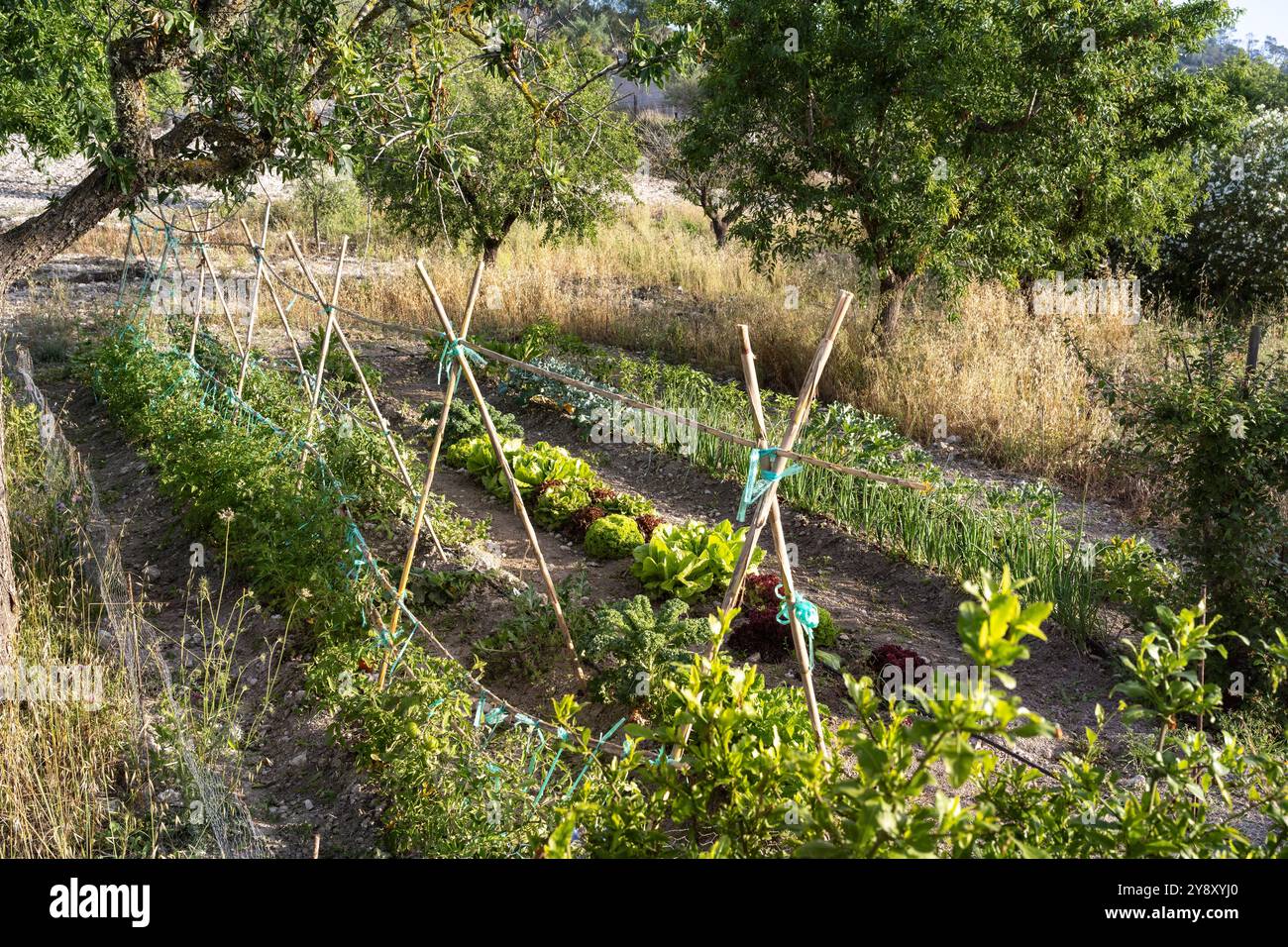 Gebundene Stöcke zur Unterstützung des Pflanzenwachstums im spanischen Garten auf Mallorca. Stockfoto