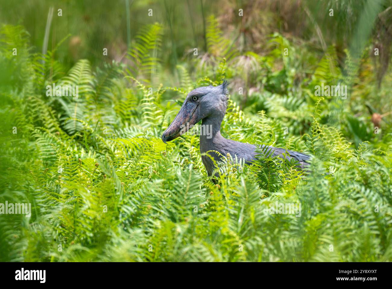 Der Shoebill (SHOEBILL - (Balaeniceps rex) im Mabamba-Sumpfgebiet Uganda ist sowohl global als auch regional anfällig. Stockfoto