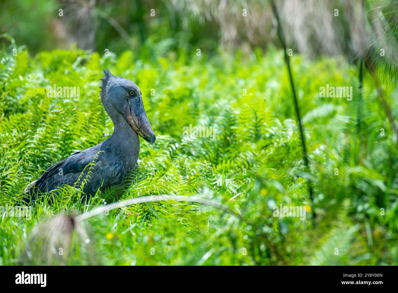 Der Shoebill (SHOEBILL - (Balaeniceps rex) im Mabamba-Sumpfgebiet Uganda ist sowohl global als auch regional anfällig. Stockfoto