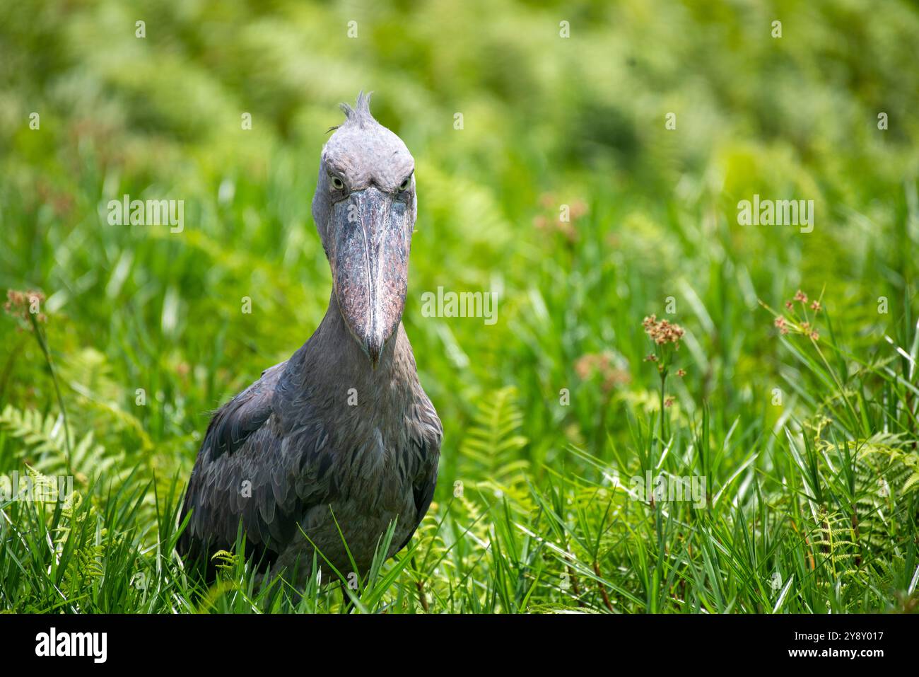 Der Shoebill (SHOEBILL - (Balaeniceps rex) im Mabamba-Sumpfgebiet Uganda ist sowohl global als auch regional anfällig. Stockfoto