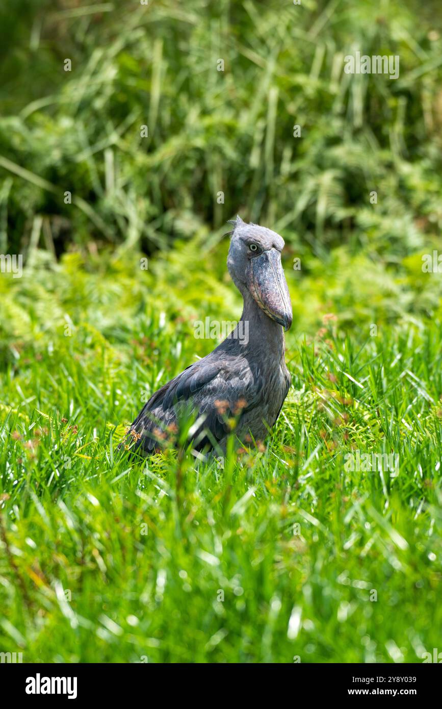 Der Shoebill (SHOEBILL - (Balaeniceps rex) im Mabamba-Sumpfgebiet Uganda ist sowohl global als auch regional anfällig. Stockfoto