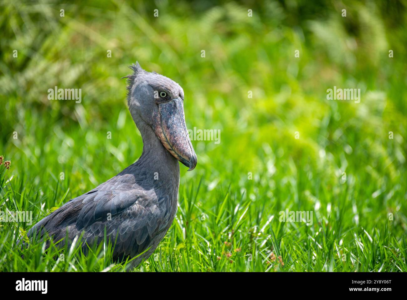 Der Shoebill (SHOEBILL - (Balaeniceps rex) im Mabamba-Sumpfgebiet Uganda ist sowohl global als auch regional anfällig. Foto von Matthias Mugis Stockfoto