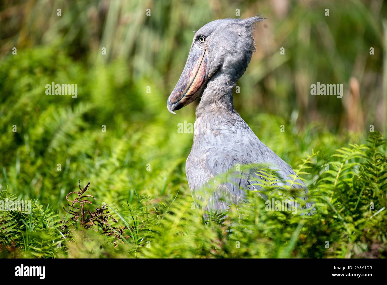 Der Shoebill (SHOEBILL - (Balaeniceps rex) im Mabamba-Sumpfgebiet Uganda ist sowohl global als auch regional anfällig. Foto Stockfoto