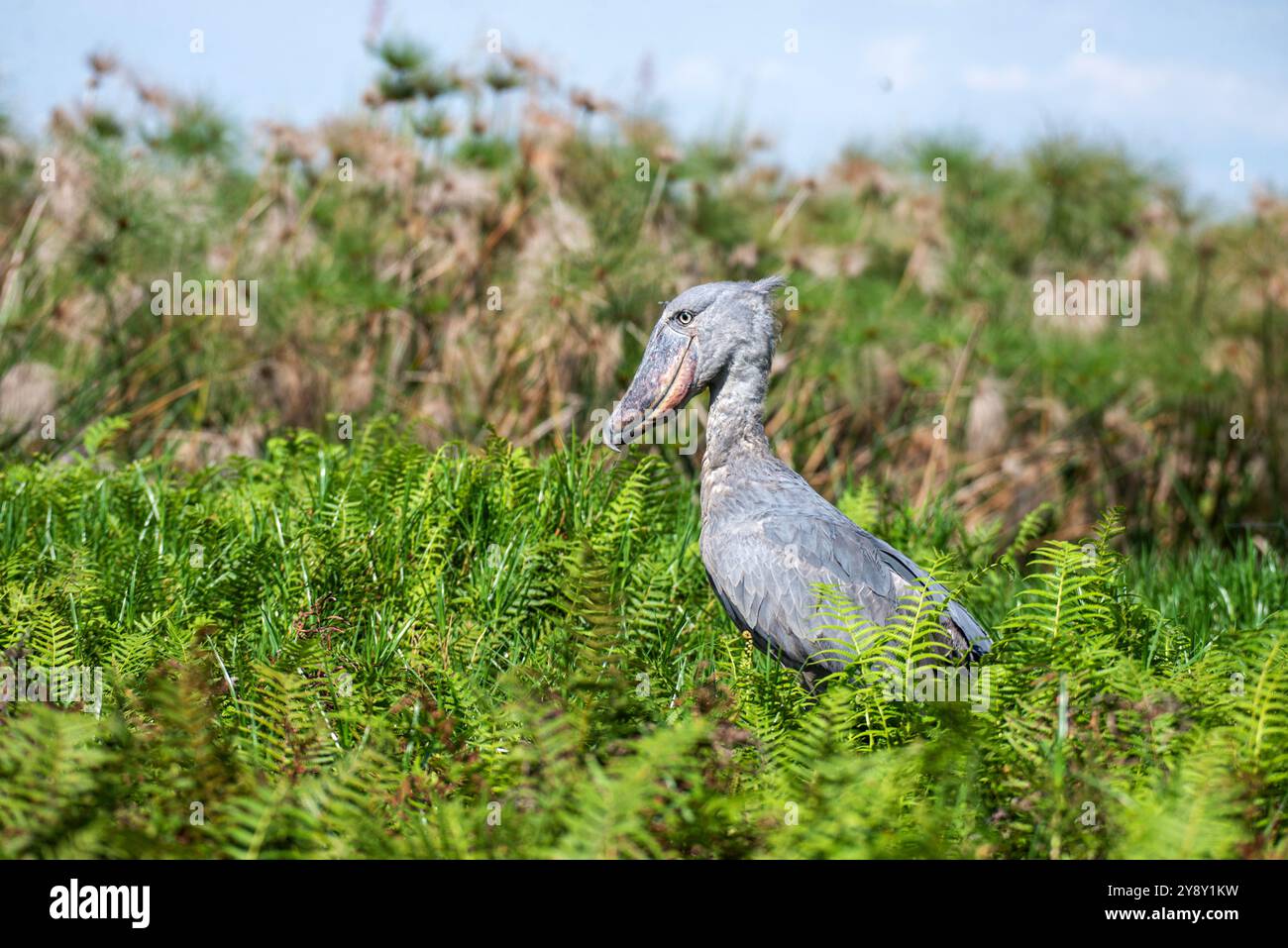 Der Shoebill (SHOEBILL - (Balaeniceps rex) im Mabamba-Sumpfgebiet Uganda ist sowohl global als auch regional anfällig. Foto Stockfoto