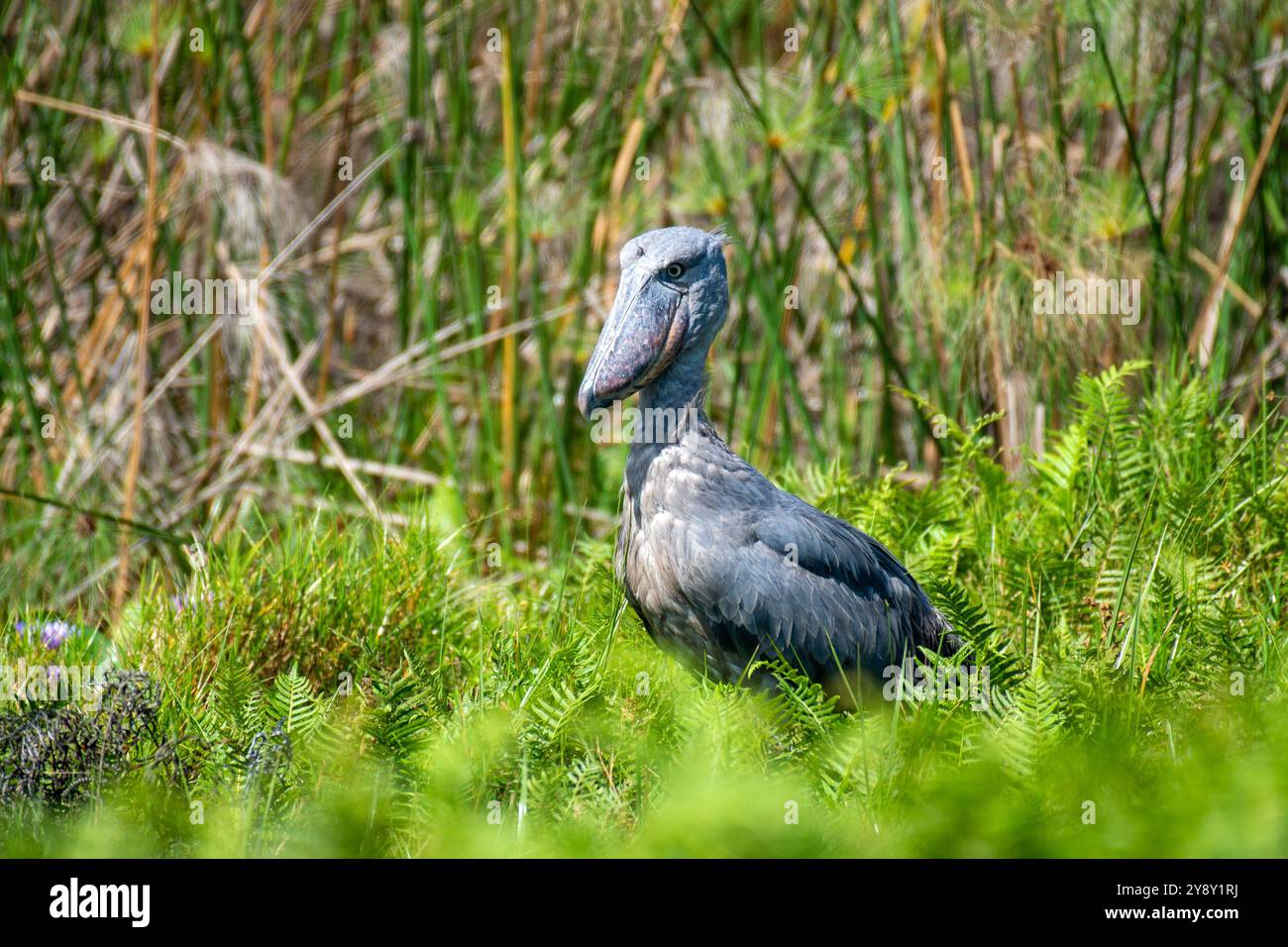 Der Shoebill (SHOEBILL - (Balaeniceps rex) im Mabamba-Sumpfgebiet Uganda ist sowohl global als auch regional anfällig. Foto Stockfoto