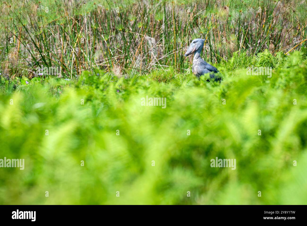 Der Shoebill (SHOEBILL - (Balaeniceps rex) im Mabamba-Sumpfgebiet Uganda ist sowohl global als auch regional anfällig. Foto Stockfoto