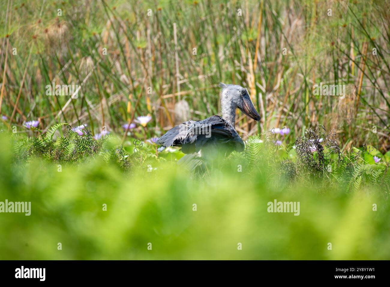 Der Shoebill (SHOEBILL - (Balaeniceps rex) im Mabamba-Sumpfgebiet Uganda ist sowohl global als auch regional anfällig. Foto Stockfoto