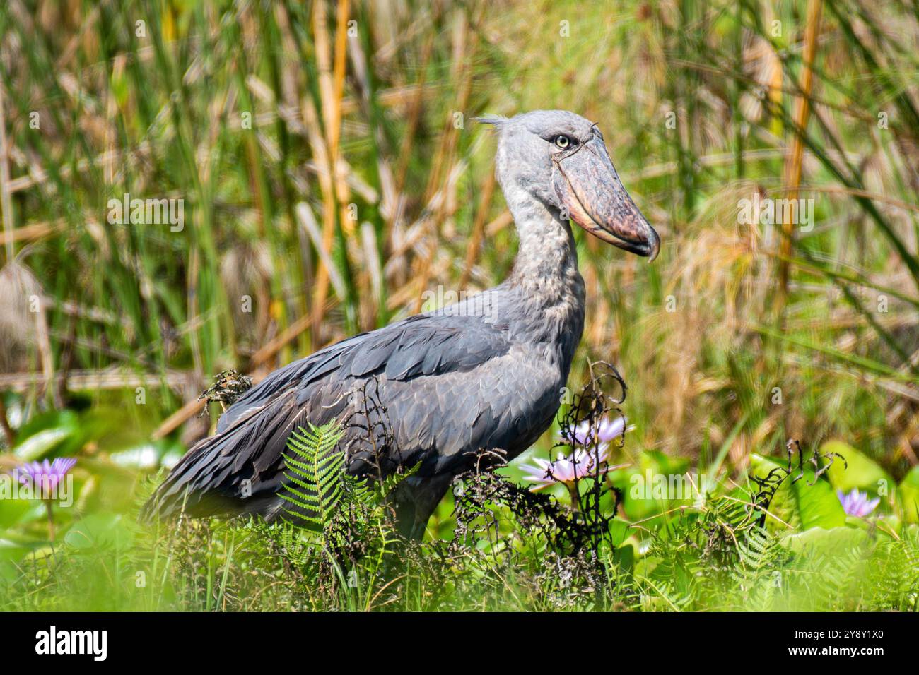 Der Shoebill (SHOEBILL - (Balaeniceps rex) im Mabamba-Sumpfgebiet Uganda ist sowohl global als auch regional anfällig. Foto Stockfoto