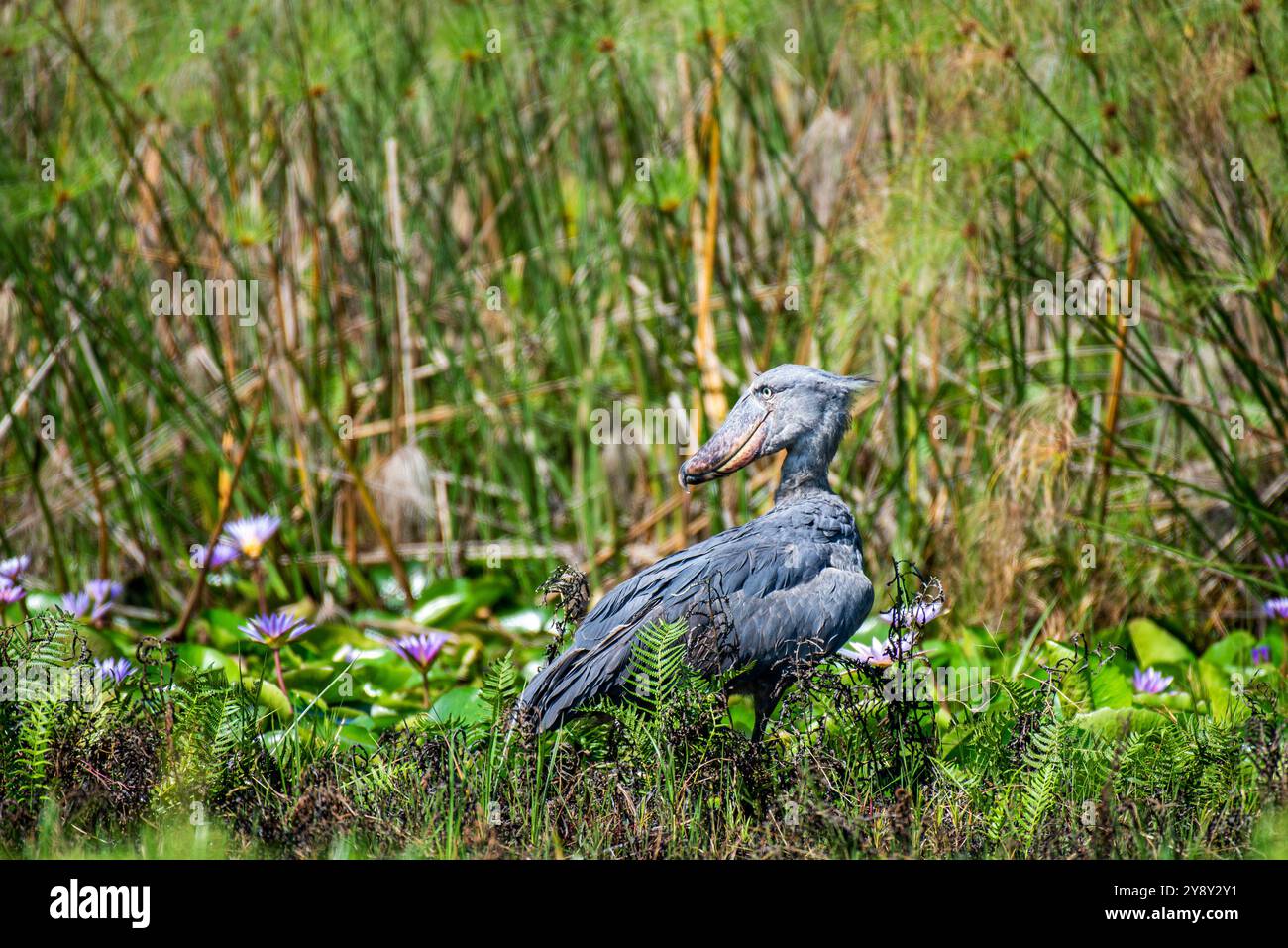 Der Shoebill (SHOEBILL - (Balaeniceps rex) im Mabamba-Sumpfgebiet Uganda ist sowohl global als auch regional anfällig. Foto Stockfoto