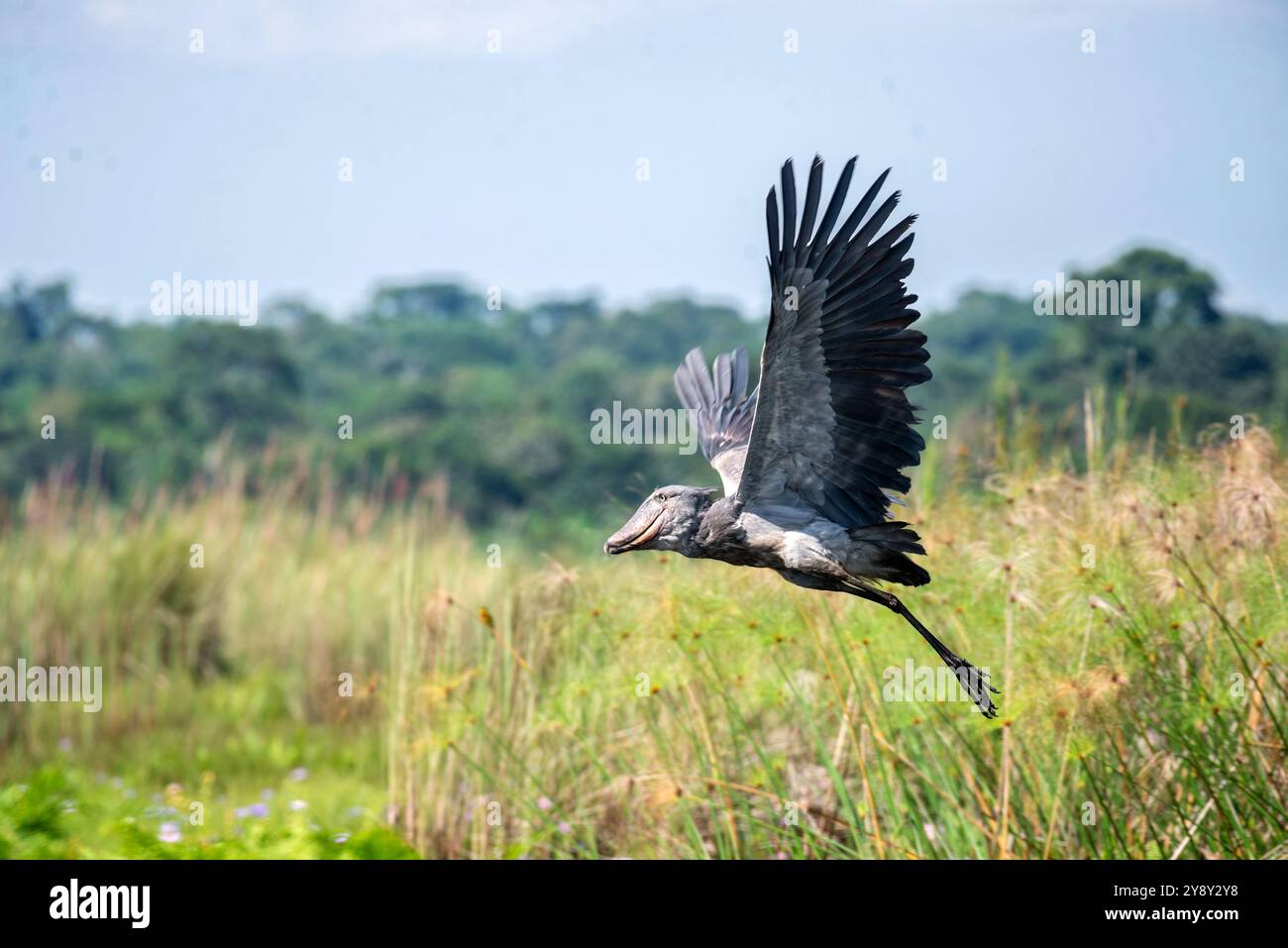 Der Shoebill (SHOEBILL - (Balaeniceps rex) im Mabamba-Sumpfgebiet Uganda ist sowohl global als auch regional anfällig. Foto Stockfoto