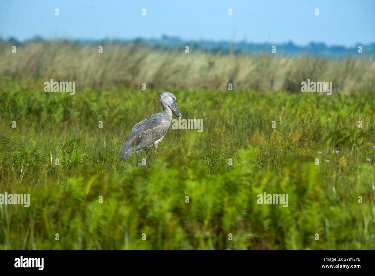 Der Shoebill (SHOEBILL - (Balaeniceps rex) im Mabamba-Sumpfgebiet Uganda ist sowohl global als auch regional anfällig. Foto Stockfoto