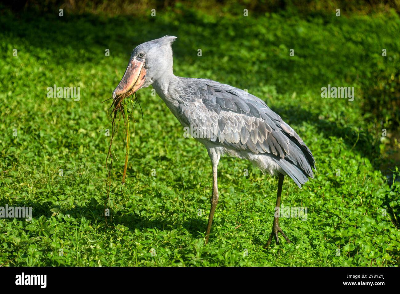 Ein Schuebill (SHOEBILL - (Balaeniceps rex) im Uganda Wildlife Education Centre - Entebbe Uganda. Der Shoebill ist sowohl global als auch regional verwundbar Stockfoto